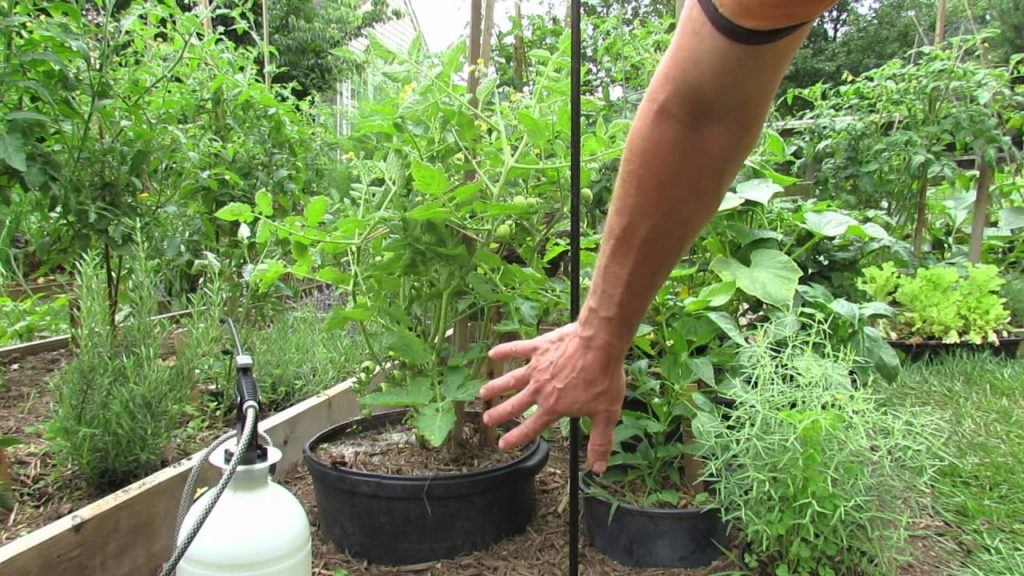 Identifying  Tomato Leaf Spot, Treating Leaf Spot & Baking Soda Spray: Remove & Spray - TRG 2014