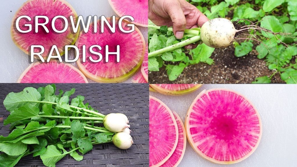 California Gardening: How To Grow Watermelon Radish – A Delicious & Quick Growing Radish Variety For Your Garden How To Grow Watermelon Radish - A Delicious & Quick Growing Radish Variety For Your Garden