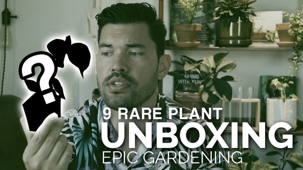 Epic Gardening: I've Been Trying to Get This Plant for a YEAR! Rare Houseplant Unboxing I've Been Trying to Get This Plant for a YEAR! Rare Houseplant Unboxing