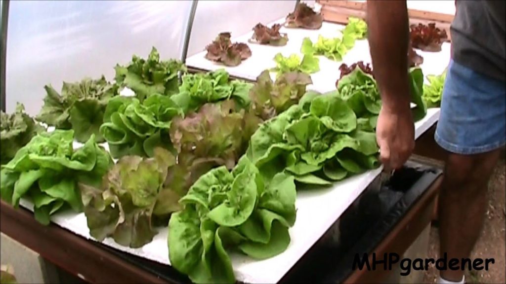 Final Results - 2nd Hydroponic Fertilizer Experiment