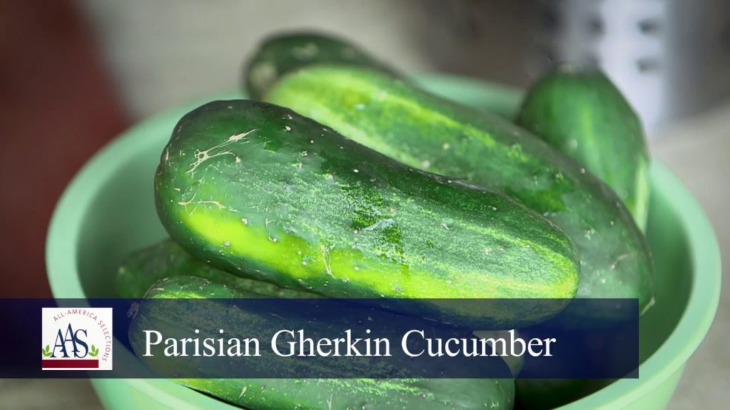 All-America Selections Flowers & Vegetables: Cooking from the Garden: Spicy Patio Choice tomato and Parisian Gherkin cucumber salad Cooking from the Garden: Spicy Patio Choice tomato and Parisian Gherkin cucumber salad