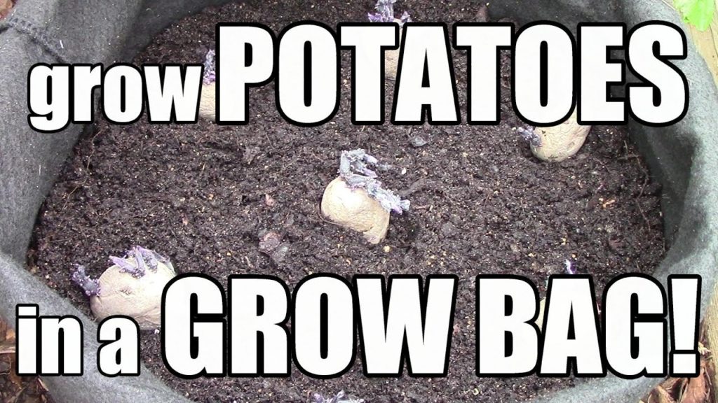How to Grow Potatoes in Grow Bags, Pots, & Containers (The OYR Way)
