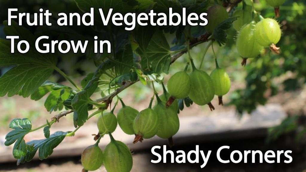 Fruit and Vegetables to Grow in Shade to Increase Productivity