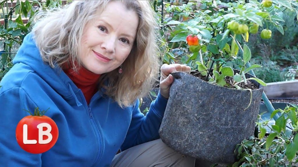 Growing Peppers - Part 1 of 2: Sowing, Potting, Pests, Harvest | Late Bloomer | Episode 18