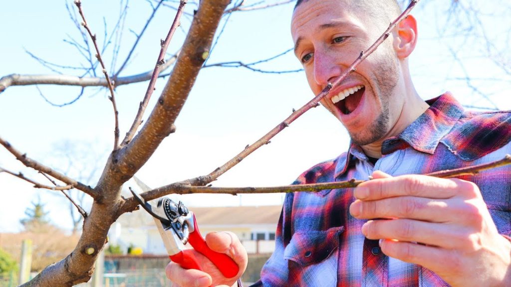 James Prigioni: How to Prune a Peach Tree! How to Prune a Peach Tree!