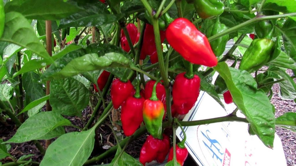 All-America Selections Flowers & Vegetables: The Roulette Habanero (AAS Winner) Profile: Citrus Flavor & No Heat- 'The Proof is in the Plant' The Roulette Habanero (AAS Winner) Profile: Citrus Flavor & No Heat- 'The Proof is in the Plant'