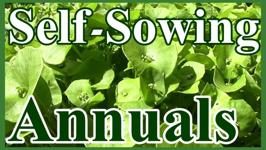 One Yard Revolution: Toward a Do-Nothing Gardening, pt. 3: Self-Sowing Annuals (Lazy Gardening) Toward a Do-Nothing Gardening, pt. 3: Self-Sowing Annuals (Lazy Gardening)