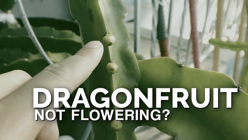 How to Grow Dragonfruit Part 3: Inducing Flowering
