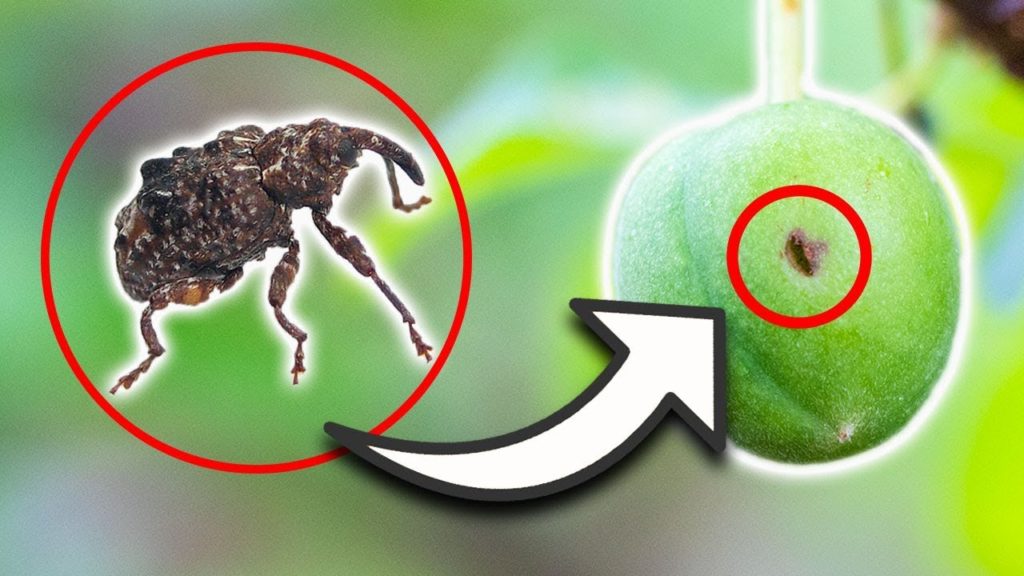 James Prigioni: PLUM CURCULIO, THIS could be WHY you DON'T GET FRUIT! PLUM CURCULIO, THIS could be WHY you DON'T GET FRUIT!