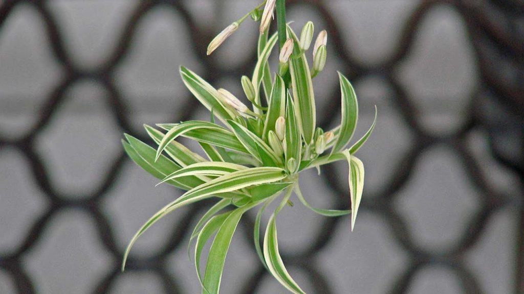 Spider Plant Care: How To Grow Chlorophytum Comosum