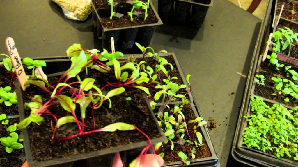 Gary Pilarchik: Three Minute Garden Tips: What is Seedling 'Legginess' and How to Prevent It: The Rusted Garden 2013 Three Minute Garden Tips: What is Seedling 'Legginess' and How to Prevent It: The Rusted Garden 2013