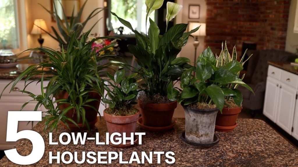 Garden Answer Highlights: 5 Low Light Indoor Plants for Your Home or Office 🌿 5 Low Light Indoor Plants for Your Home or Office 🌿