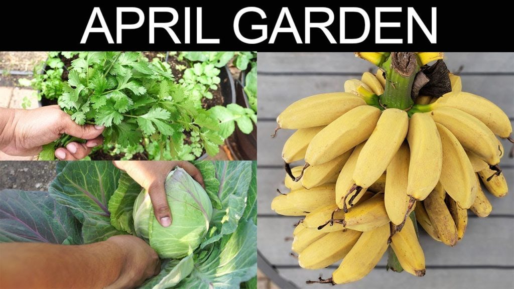 California Spring Garden Tour April 2019 – Gardening Tips & More! California Spring Garden Tour April 2019 - Gardening Tips & More!