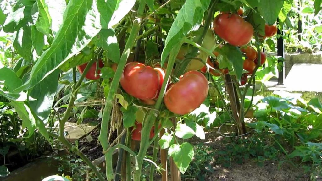 Tomato Plant Profile: The 'Brandywine's Red & Suddath's Strain' Heirloom Tomatoes - TRG 2011