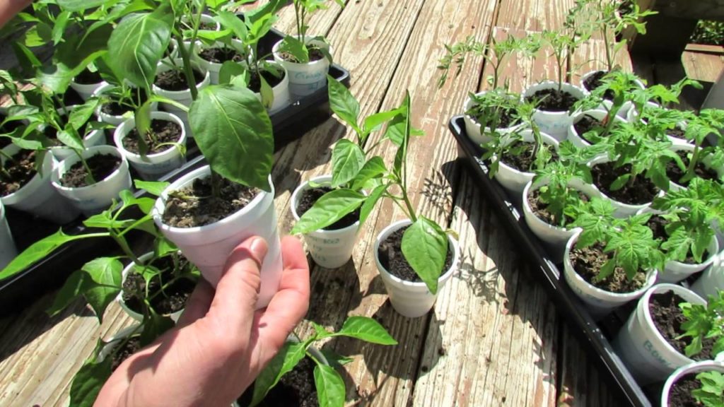 Gary Pilarchik: (5 of 9) Growing Tomatoes & Peppers: Pruning Peppers, No Flowering, Feeding & Progress (5 of 9) Growing Tomatoes & Peppers: Pruning Peppers, No Flowering, Feeding & Progress