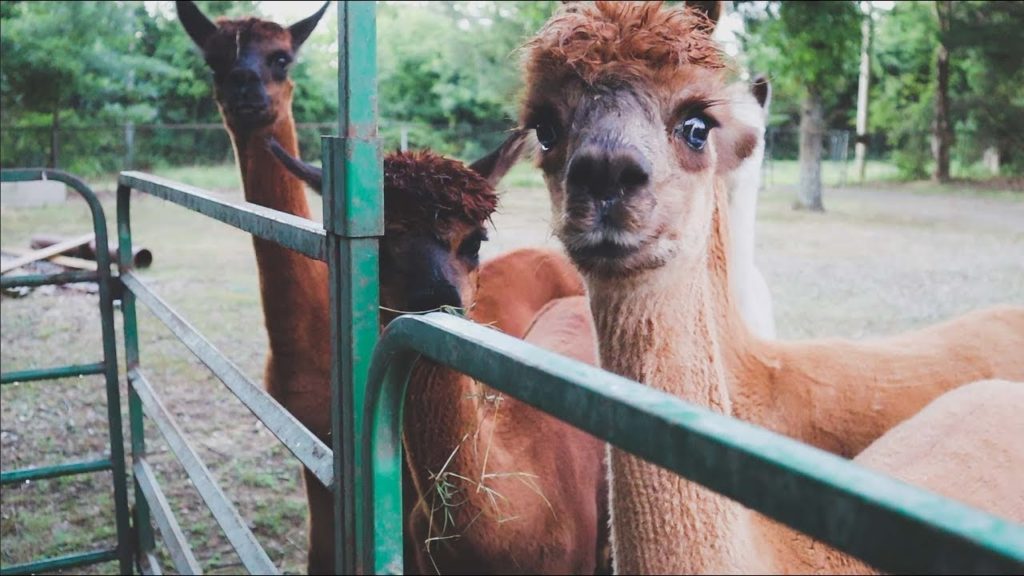 The Four Alpaca Blanket Plan (And Massive Mutant Tomatoes!) | VLOG | Roots and Refuge