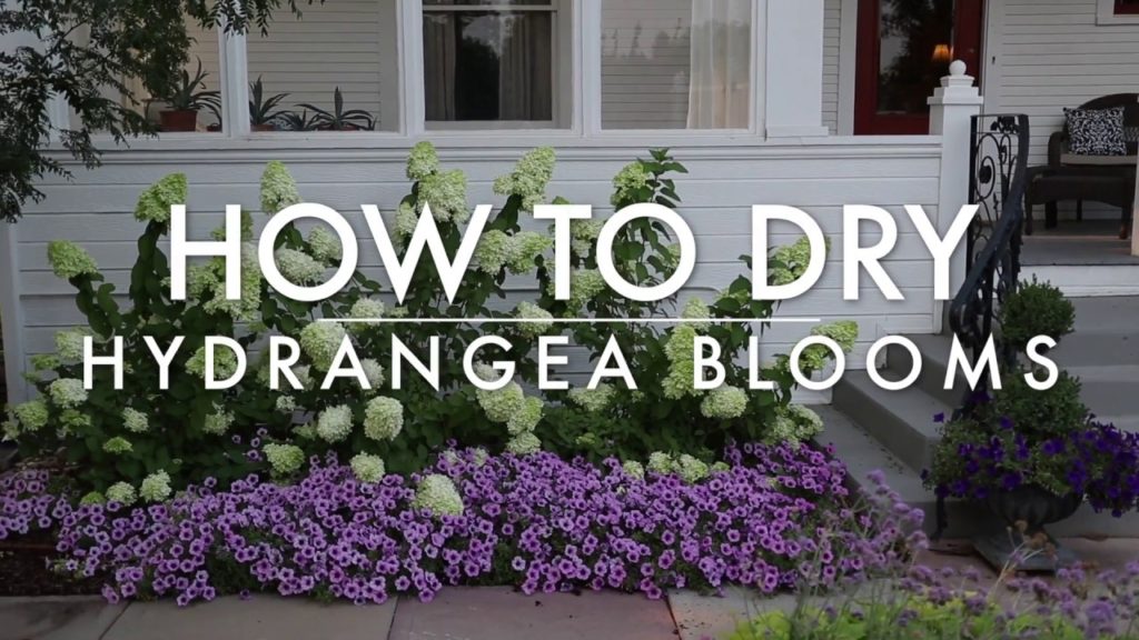 How to Dry Hydrangea Blooms 🌿✂️