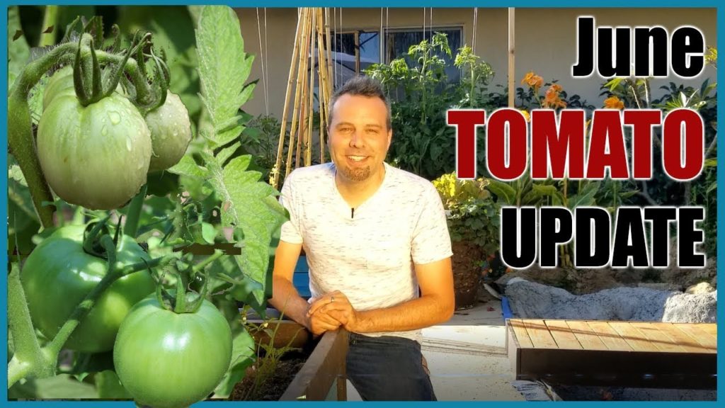 June Tomato Garden Update // Grow Lots of Tomatoes... Not Leaves