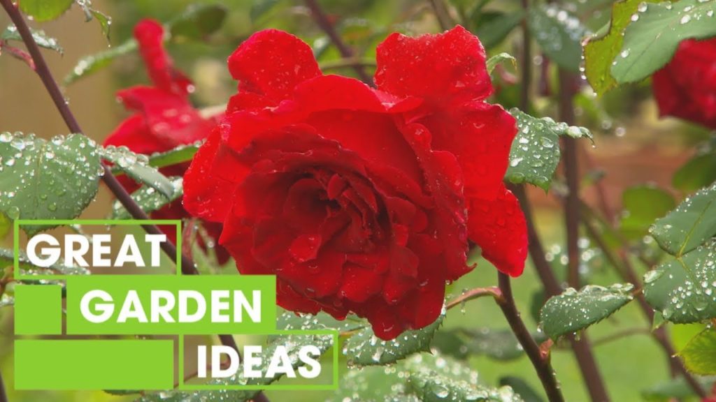 Achieving an English-Style Garden in Australia | Gardening | Great Home Ideas Achieving an English-Style Garden in Australia | Gardening | Great Home Ideas