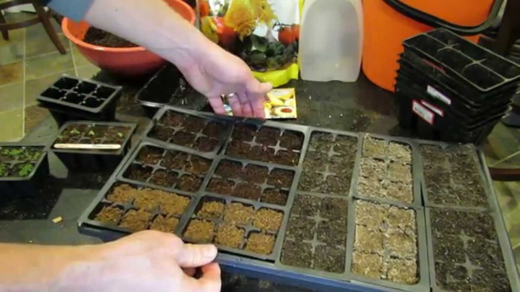 The Exact Details on When to & How to Bottom Water Vegetable Plants/Seed Starts in Trays - TRG 2015