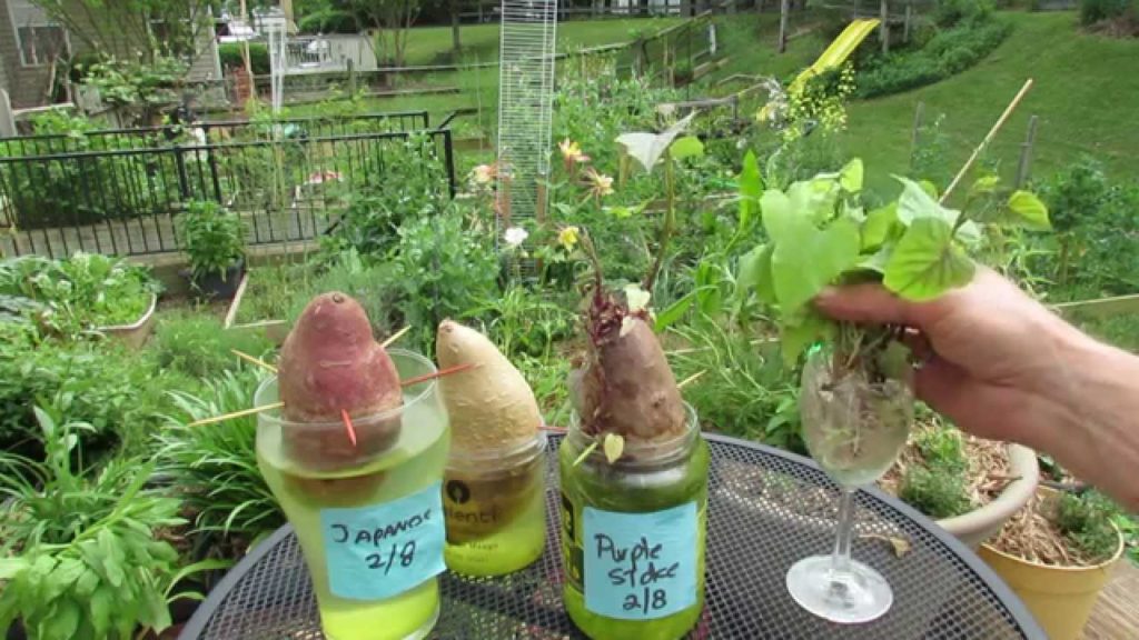 Gary Pilarchik: How to Start Organic Sweet Potato Slips: All the Steps – TRG 2015 How to Start Organic Sweet Potato Slips: All the Steps - TRG 2015