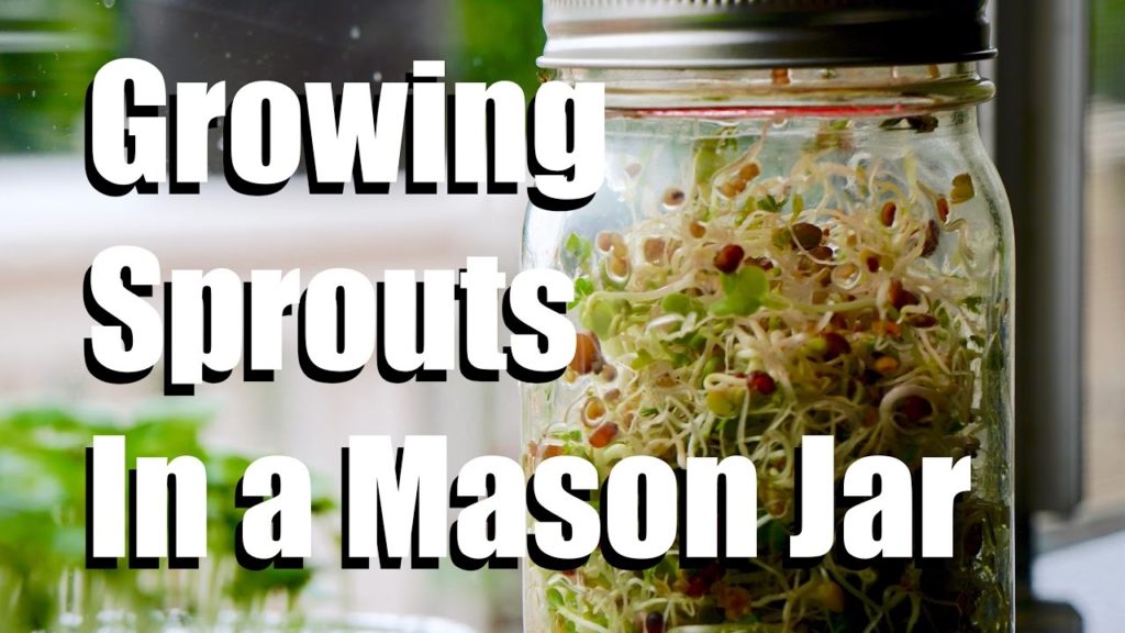 CaliKim: How to Grow Sprouts Indoors in a Mason Jar, No Soil Required // Growing Your Indoor Garden #2 How to Grow Sprouts Indoors in a Mason Jar, No Soil Required // Growing Your Indoor Garden #2