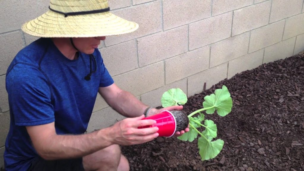 Planting Pumpkins with Cornelius
