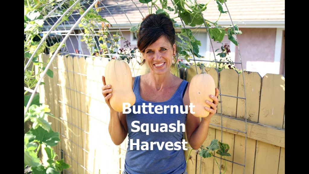 Butternut Squash Harvest!