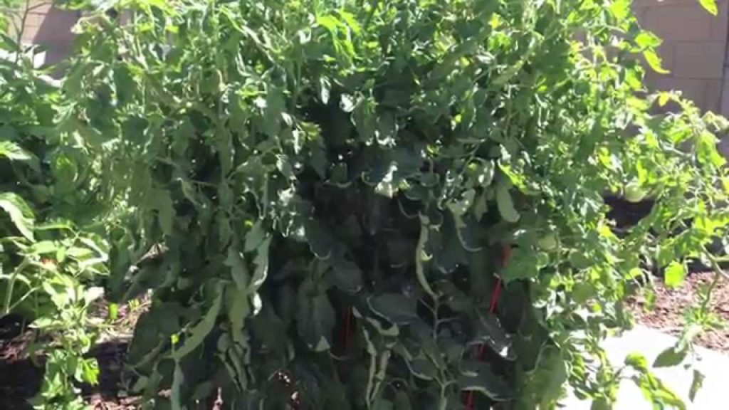 Confronting the Tomato Jungle