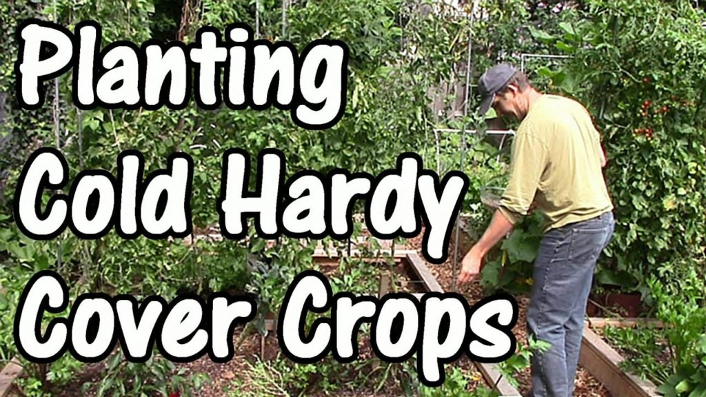 One Yard Revolution: Building Soil Fertility with Fall & Winter Cover Crops/Green Manures Building Soil Fertility with Fall & Winter Cover Crops/Green Manures