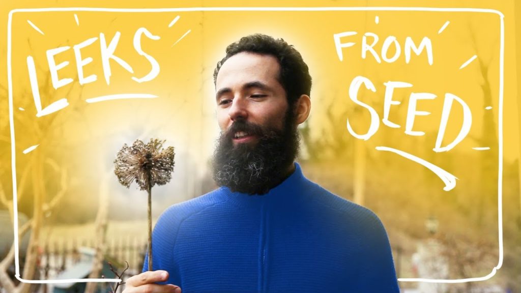 Grow Leeks - The Vegetable that Keeps on Giving from Seed to Table