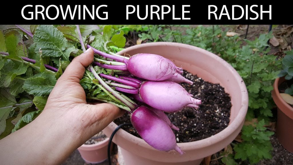 Radish Plant Profile - Purple Diakon Radish