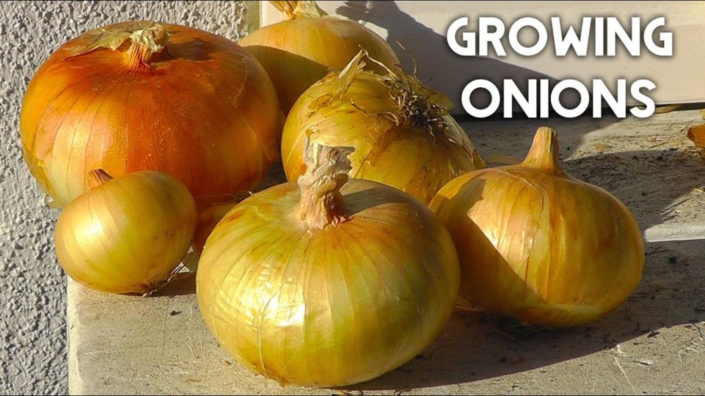 California Gardening: How To Plant, Grow & Harvest Onions in Whisky Barrel Containers How To Plant, Grow & Harvest Onions in Whisky Barrel Containers