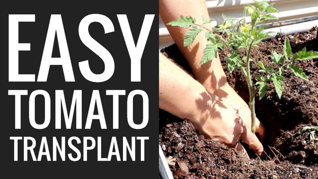 Transplanting Tomatoes 101: Simple & Fast Method