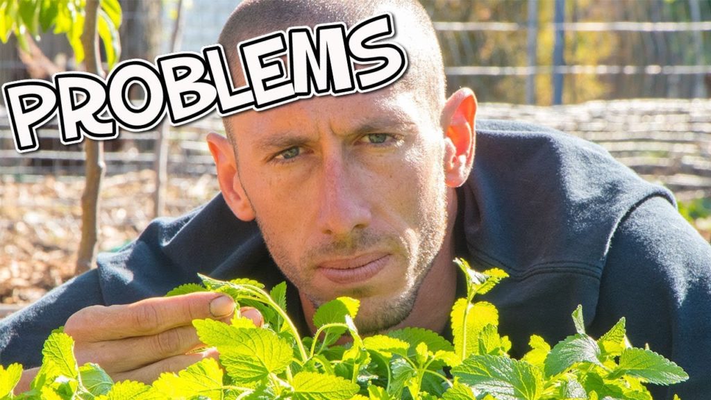 PROBLEMS in the Food Forest...