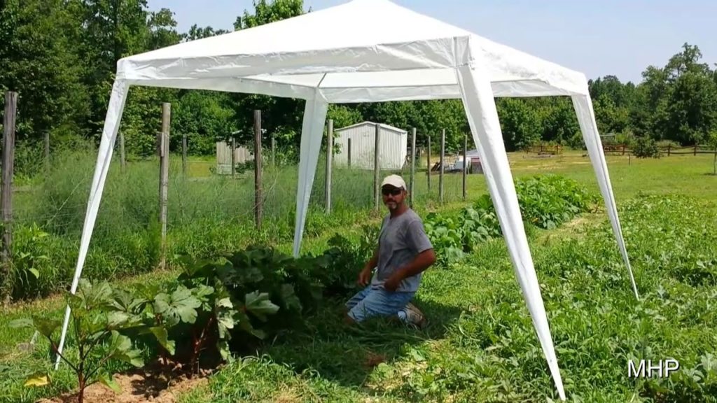 Weeding Okra - It's a Breeze