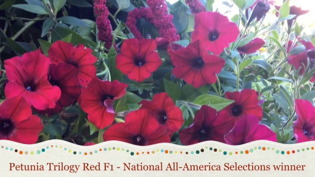 Niki Jabbour from Savvy Gardening Creates a Container Garden with AAS WInners