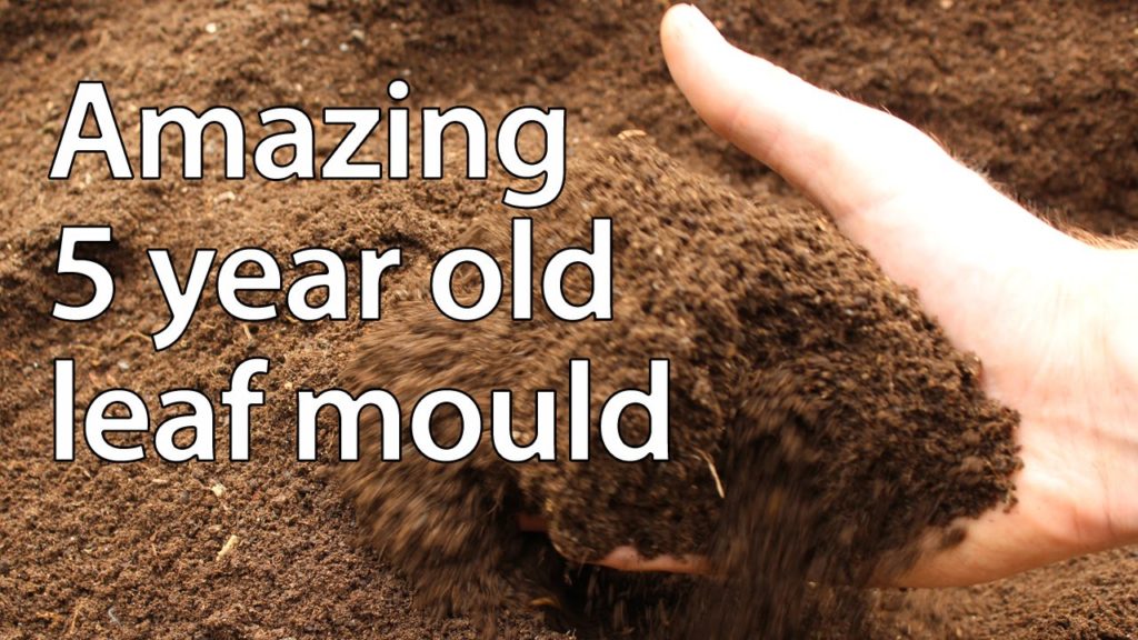 Huw Richards: A Look at 5 Year Old Leaf Compost – And the Importance of Healthy Soil A Look at 5 Year Old Leaf Compost - And the Importance of Healthy Soil