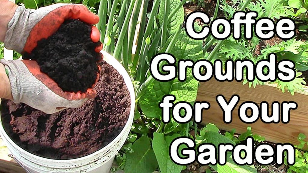 One Yard Revolution: How Much Coffee Do We Use In the Garden? Coffee Grounds for Garden How Much Coffee Do We Use In the Garden? Coffee Grounds for Garden