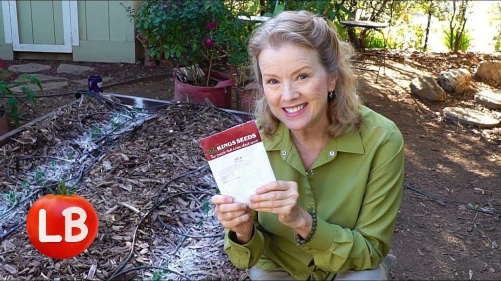 Fall Planting Peas in a Raised Bed | Vlog