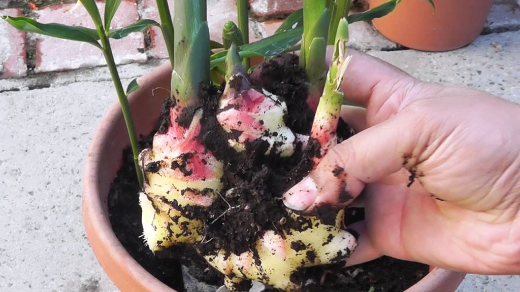 Growing ginger in containers - guide, harvest and tips