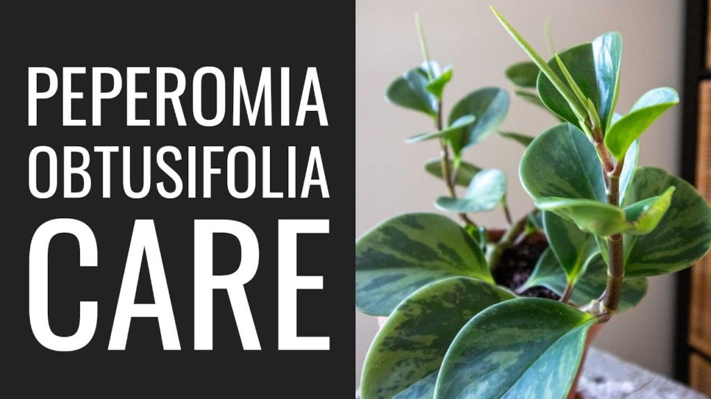 Epic Gardening: 8 Peperomia Obtusifolia Care Tips and Tricks 8 Peperomia Obtusifolia Care Tips and Tricks