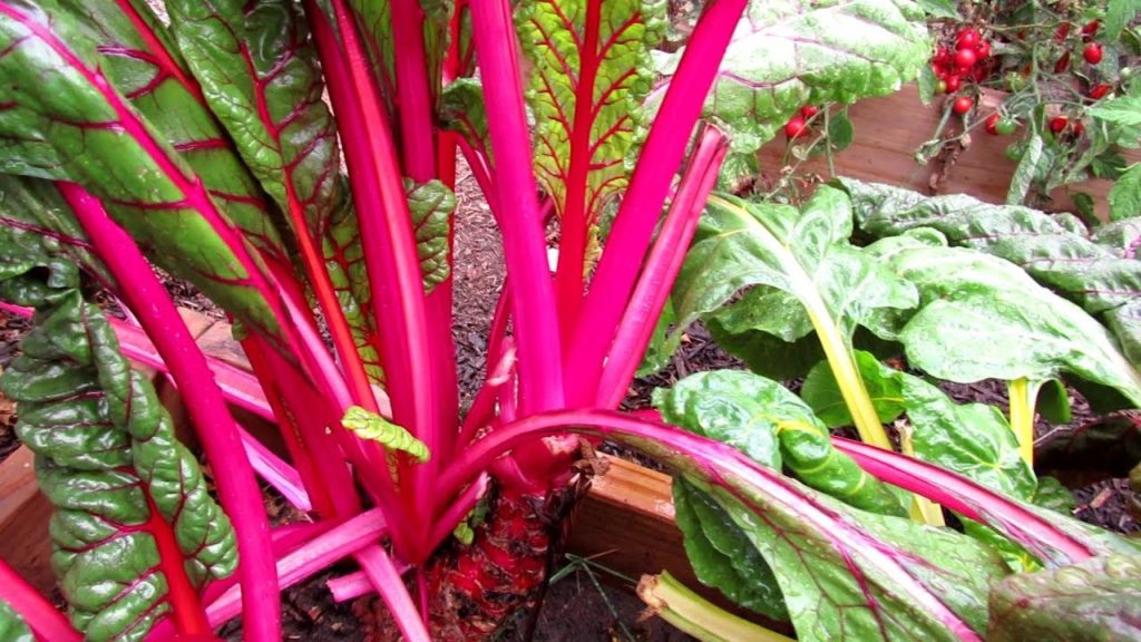 Bright Lights Swiss Chard (AAS Winner): A Stunning 3 Season Leafy Crop  'The Proof is in the Plant'
