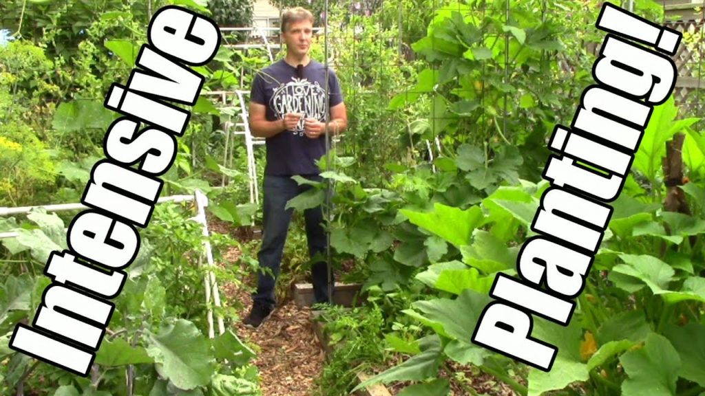 How to Plant Intensively Using Seed Packet Spacing