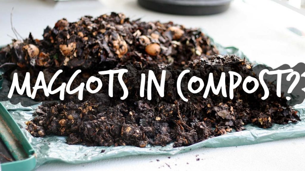 Are Maggots in Your Compost Good or Bad?