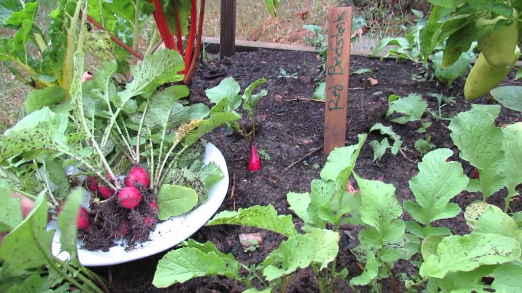 Gary Pilarchik: MFG 2013: 3 of 3 Harvesting Your First Radishes – Crisp and Full of Flavor! MFG 2013: 3 of 3 Harvesting Your First Radishes - Crisp and Full of Flavor!
