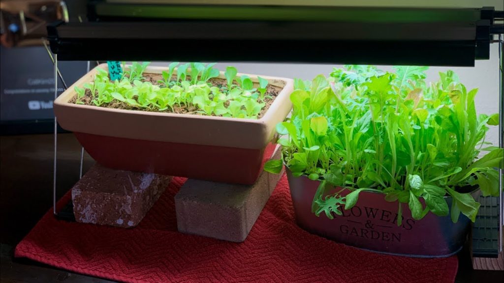 š
LIVE: 4 Indoor Gardening Challenges and How to Solve Them š
LIVE: 4 Indoor Gardening Challenges and How to Solve Them