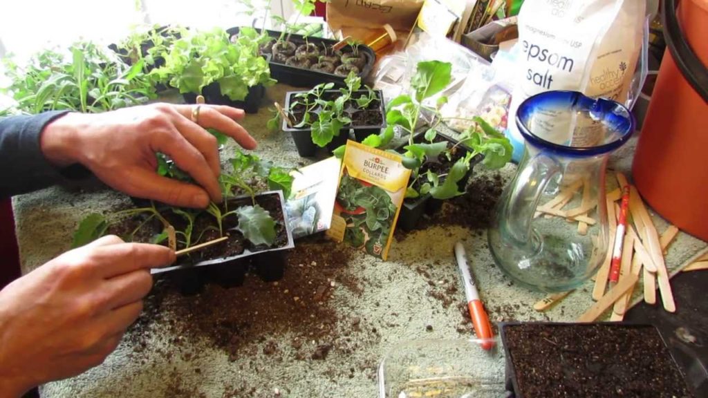 Gary Pilarchik: How and When to Seed Start Kale & Collard Greens Indoors: Cool Weather – The Rusted Garden 2014 How and When to Seed Start Kale & Collard Greens Indoors: Cool Weather - The Rusted Garden 2014