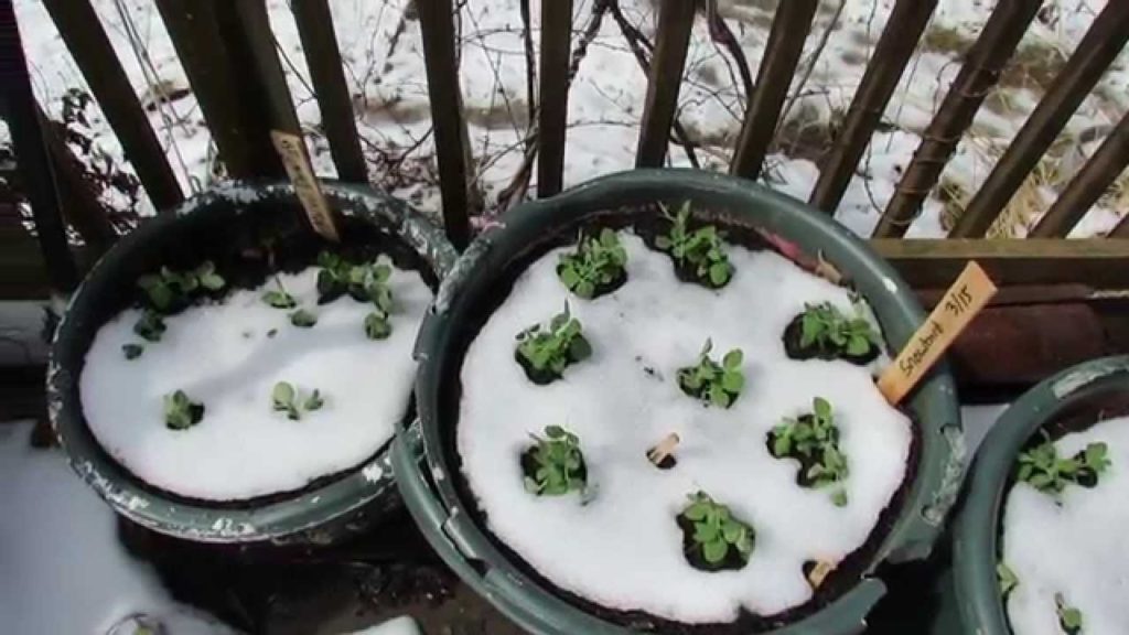 MFG 2015: Examples of Cool Weather Crops - Peas, Kale, Spinach, Lettuces & Greens