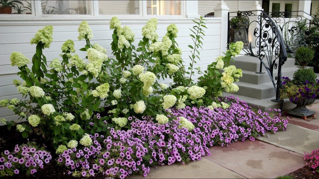 Before and After: Limelight Hydrangeas 🌿